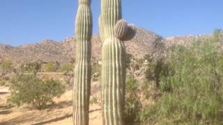 Saguaro Cactus Hideaway Garden in Joshua Tree CA [upl. by Bravar]