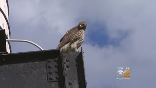 Hawk Attacks Dog On UWS [upl. by Hgieloj]