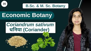 Economic Botany  Coriandrum sativum Coriander  कोरिएनड्रम सटिवुम धनिया  Botany [upl. by Alamap]