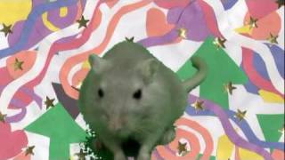 Disco Dancing Gerbils [upl. by Ihteerp466]