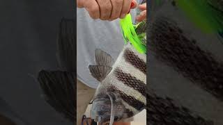 A NEW WAY to catch Fish with a Bucktail Jig fishing [upl. by Aldora]