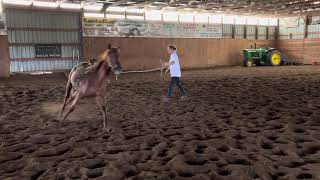 Missy 2nd time with saddle and first time with a bit hanging in her mouth 🤪 [upl. by Atenaz]