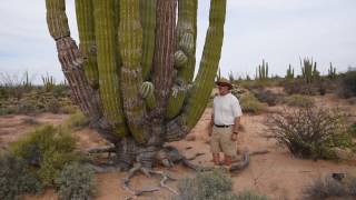 Cardon the worlds largest cactus [upl. by Lewap]