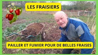 LES FRAISIERS  Comment faire pousser les FRAISIERS  PAILLER POUR LES GRANDS FROIDS [upl. by Arakihc]