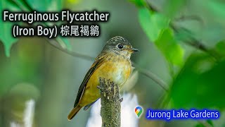 Ferruginous Flycatcher Iron Boy  棕尾褐鹟 [upl. by Adnamaa]