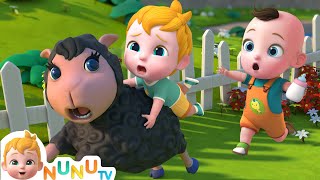 Baa Baa Black Sheep Song  Nursery Rhymes amp Kids Songs  NuNu Tv Baby Songs [upl. by Tahp]