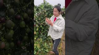 Beautiful Landscape of Delicious amp Juicy Passion Fruit Farm  Fruit Harvest satisfying shorts [upl. by Rehposirhc793]