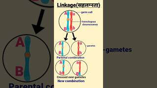 Linkage  सहलग्नता  Linked genes linkage genetics biology shorts  science [upl. by Diandre]