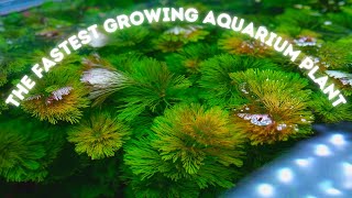 Limnophila Sessiliflora Ambulia the FASTEST growing Aquarium Plant and Ill prove it [upl. by Teerell]