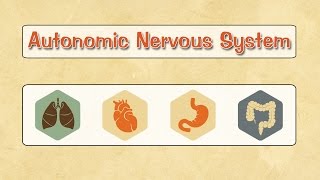 Easy Physiology  ANS  1Introduction amp Autonomic Ganglia [upl. by Harifaz]