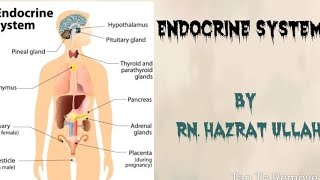 EndocrineSystem 1  Deep Discussion On EndocrineSystem in Pashto  RN Hazrat Ullah [upl. by Kowtko]