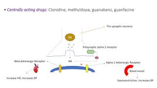 Antihypertensive drugs SympatholyticsAnimationantihypertensivedrugs [upl. by Adnirim786]