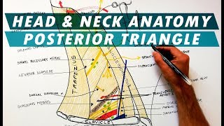 The Posterior Triangle of the Neck  Boundaries amp Content  Head amp Neck Anatomy [upl. by Erica]