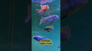 Cynotilapia afra Jalo Reef cichlid fishaquarium africancichlid [upl. by Evoy]