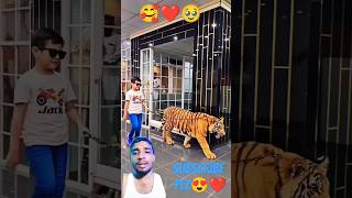 Kid and tiger tiger funny lion animals animal shortsvideo youtubeshorts crazy youtube [upl. by Jonie]