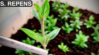 Staurogyne Repens  How to Propagate Staurogyne Repens Emersed [upl. by Thissa70]