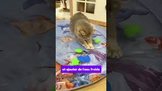 Tapis sensoriel aquatique pour chat [upl. by Ahsiemaj]