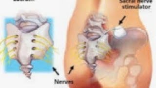 Function of Sacral nerve S5 [upl. by Enahpad]