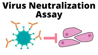 Antibodies effective against Omicron  Serum Virus Neutralization assay [upl. by Retsevlis910]