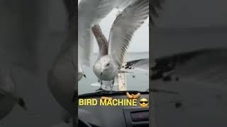 Bird Machine 😎 birds funny funnyshorts drole fyp pourtoi [upl. by Ruelle706]