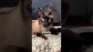 My Siamese Cat’s Way of Greeting Me 🥲 [upl. by Metzgar626]