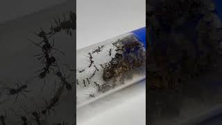 Pheidole rheaantsantkeeping sciencequeenantspetsantkee per [upl. by Myo]