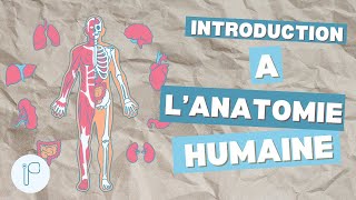 L’ introduction à l’anatomie première année médecine [upl. by Buchbinder]