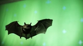 HighSpeed Footage of a Bat in Flight [upl. by Lak]