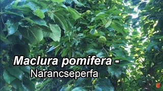 Maclura pomifera  Narancseperfa [upl. by Lidia]