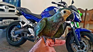 CRESCIMENTO DE UMA ARARA MARACANÃ 2  bird growth time lapse [upl. by Dav583]