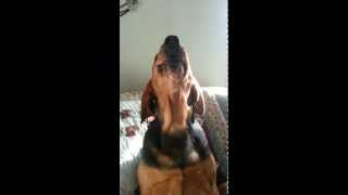 coonhound baying [upl. by Chiquita]