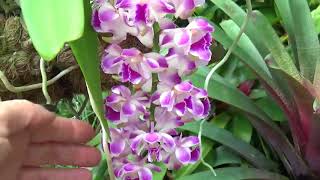 Еще цветение Января Rhynchostylis coelestis Rhynchorides Bangkok Sunset Дендрофал Каттлеи [upl. by Olnee957]