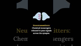 WHAT IS SYNAPSE [upl. by Moonier]