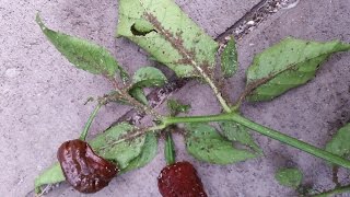 Attacking Aphids using Aphid Lions aka Lacewing Larvae [upl. by Einaled]