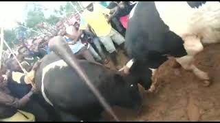 MALINYA BULL FIGHTING Bull Fighting in Kakamega [upl. by Judenberg651]