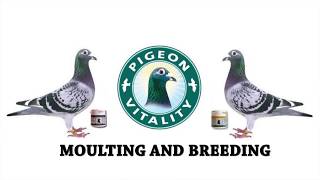 Moulting and Breeding Powder  A Rich Protein Supplement For Pigeons [upl. by Eloccin]