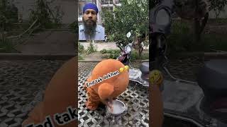 Funny video 🤣🤣 funny funnybear memes comedy prank teddybear viralvideo rippibear [upl. by Eila924]