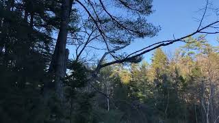 Trees 360  Rocky Gorge White Mountains [upl. by Lipcombe]