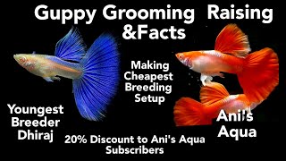 GUPPY GROOMING amp RAISING amp FACTS  MAKING CHEAPEST BREEDING SETUP [upl. by Esiuol]