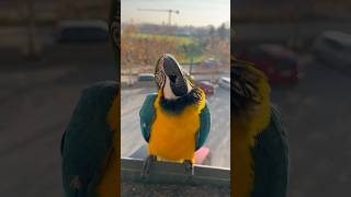 Устал летать 🥰 parrot cute animals nature funny funnyanimals love zoo pets birds macaw [upl. by Bartholomew]