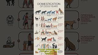 First Domesticated Dogs The Surprising History of Our Furry Friends [upl. by Nama815]