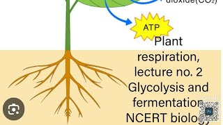 plant respiration NCERT line by line explanation [upl. by Atin]