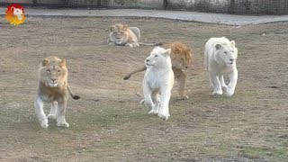 Разноцветные львы  Тайган Multicolored lions Taigan [upl. by Palmore]