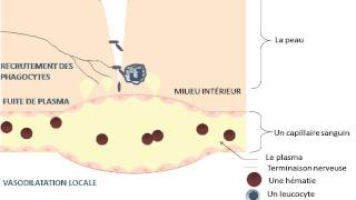 SVT  cours  La réaction inflammatoire [upl. by Deeraf]