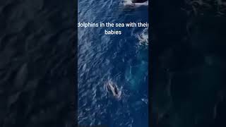 Dolphins in the sea with thei babiesaroundocean [upl. by Dreeda604]