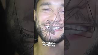 Tailless whip scorpion is harmless and has no venom shortsviral shortsfeed shortsvideo shorts [upl. by Ahsart]