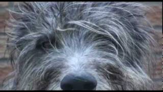 deerhounds for stirlingmov [upl. by Inwat]