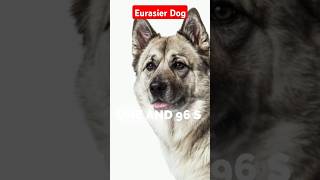 Eurasier Dog Personality and Behavior [upl. by Sapienza]