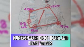 SURFACE ANATOMY OF HEART AND CARDIAC VALVES  HINDI  EXPLAINED [upl. by Retha]