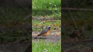 Common redstart gets a snack [upl. by Airdnola]